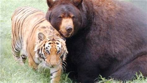 [www.keralites.net] This Lion, Tiger and Bear Are the Best of Friends [6 Attachments] | Email OF ...