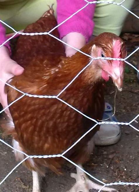 Hybrid Chickens | Hybrid For Sale