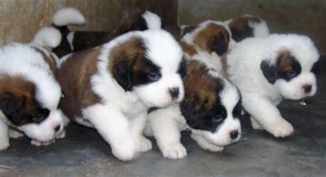 Saint Bernard Puppies for Sale | St.Bernard Price in India,St.Bernard puppy for sale in Dehradun ...