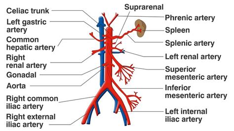 Anatomy of the Superior Mesenteric Artery