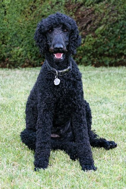 Shiny Black Poodle | Flickr - Photo Sharing!