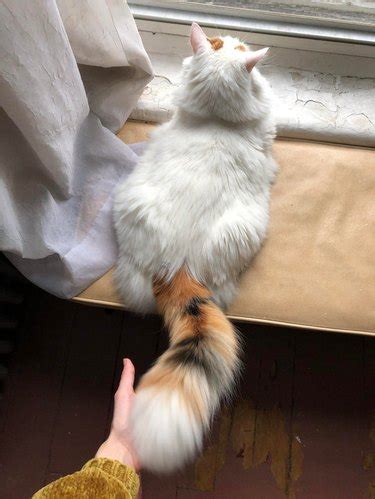 16 Cats With Gloriously Fluffy Tails | Cuteness