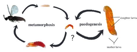 Never growing up: why are there insects which *don’t* go through metamorphosis? | Ask an ...