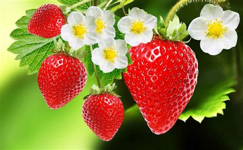 strawberry | Description, Cultivation, Species, & Facts | Britannica