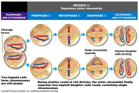 Tahap Pembelahan Sel Secara Meiosis (Pembelahan Reduktif) | de Biology