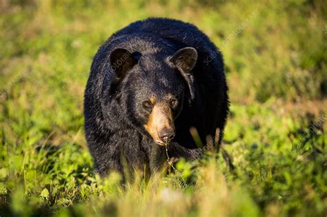 Black bear preparing for hibernation, USA - Stock Image - C038/8141 ...