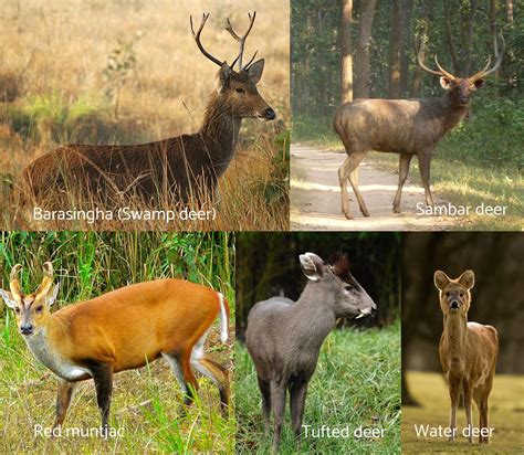 Types of Deer Around the World - Hafaspot