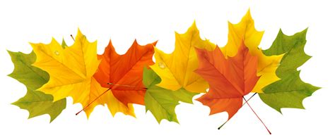 Autumn Color Leaf Tree Free Transparent Image HD Transparent HQ PNG Download | FreePNGImg