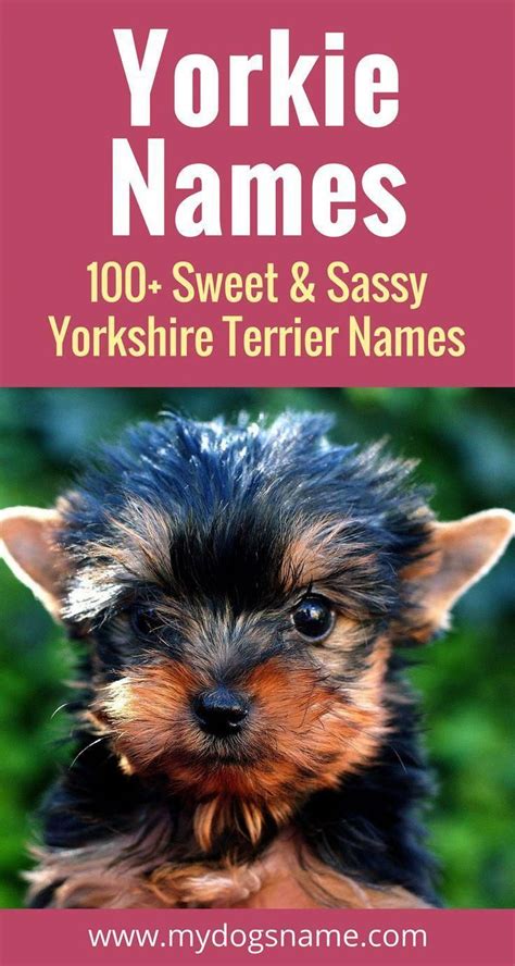 Yorkie Puppies Names / The 25+ best Yorkie names girl ideas on ...