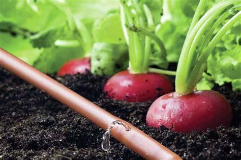 The best drip irrigation systems for outdoor plants