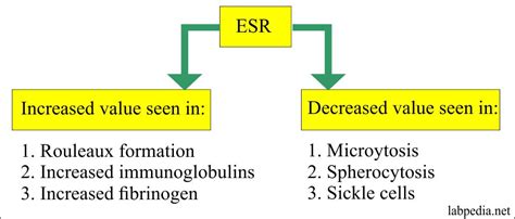 Blood Test Esr High Meaning