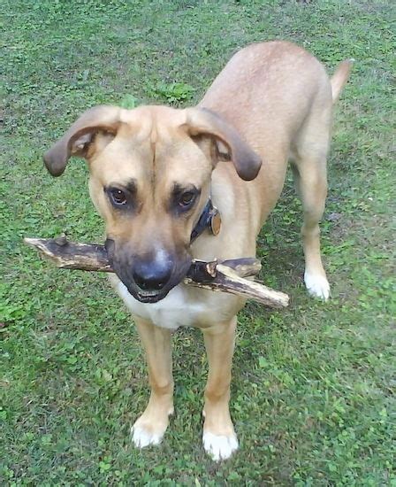 Boxer German Shepherd Mix Puppies / German Shepherd Boxer Mix: The ...