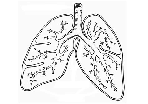 Lungs coloring worksheet | Human body systems, Respiratory system, Coloring pages