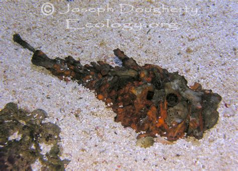 CalPhotos: Synanceia horrida; Estuarine Stonefish