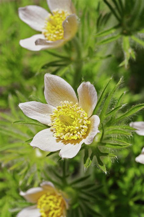 Pasque Flower Photograph by Dan Sams/science Photo Library - Fine Art America