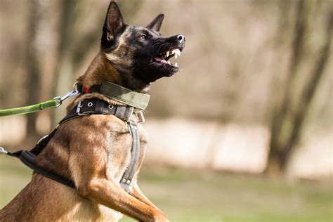 Are Belgian Malinois Aggressive? 11 Important Facts