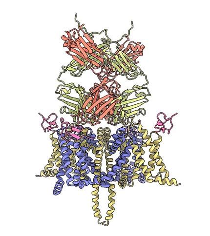 Could monoclonal antibodies replace opioids for chronic pain? | Mirage News