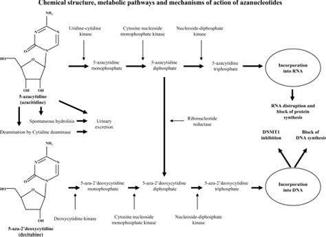 Intracellular methabolic pathways of azacitidine and decitabine. After ...