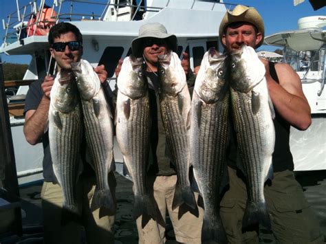 Cape Cod Striped Bass fishing out of control with 50 inch fish caught this week - Hairball Charters