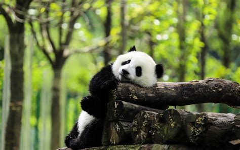 [100+] Giant Panda Backgrounds | Wallpapers.com