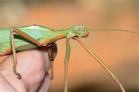 Spur-Legged Phasmid (species: Didymuria violescens) in taxonomy (Gaia ...