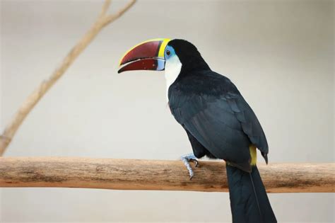 White Throated Toucan - Facts | Habitat | Diet and Everything about it: