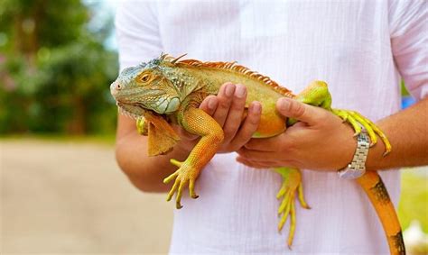 Iguana Care 2019: The Comprehensive Guide for Beginner