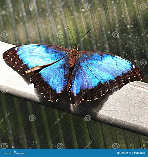 Magical Blue Morpho Butterfly - Wings Opened Stock Image - Image of delicate, colors: 42467175