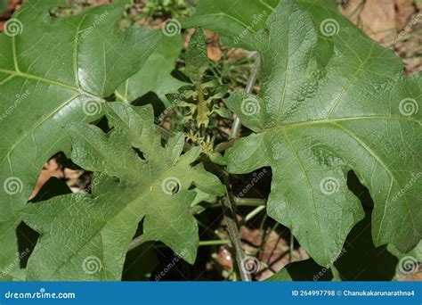 A Growing Turkey Berry Plant (Solanum Torvum) in Direct Sunlight in the ...