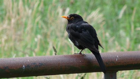 Eurasian Blackbird | MarkEisingBirding