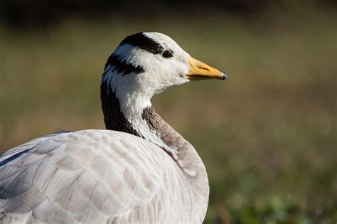 The bird that can fly over the Himalayas: the brilliant bar-headed goose | WWT