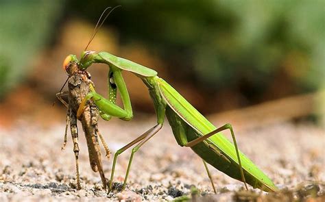 Mantis: Praying Mantis, more facts