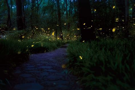 Synchronous fireflies (Photinus carolinus) are one of at least 19 species of fireflies that live ...