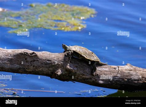 Northern Map turtle basking in Ontario Canada. The Northern Map turtle ...