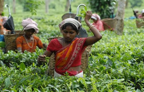 Over 40,000 tea garden workers in Assam battling for survival as ACIL ...