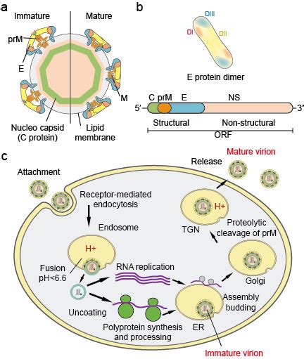 Flavivirus - Creative Diagnostics