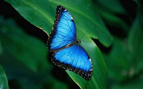 Blue Butterfly HD Wallpaper - WallpaperSafari