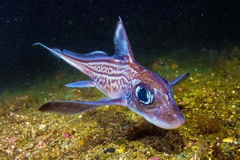 Ghost sharks – unraveling the mysteries of these strange and elusive sea monsters - Earth.com