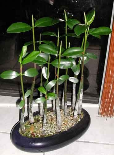 Mangrove bonsai!! I wonder if I could do this in my Ohio home to keep a ...