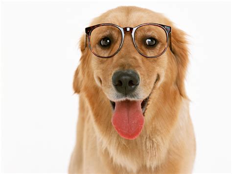 Dog Wearing Glasses Wallpapers - 1920x1440 - 404055