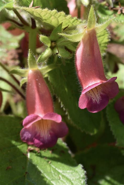 Sinningia speciosa (Bright Eyes, Gloxina, Gloxinia, Violet Slipper ...