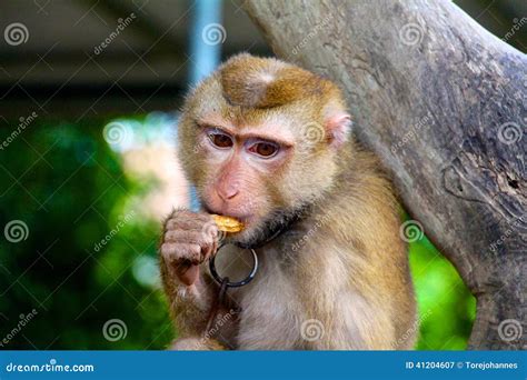 Monkey Eating Peanuts while Thinking Stock Image - Image of asia, palm ...