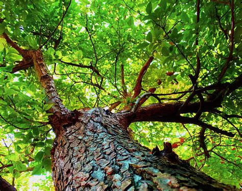 Alligator Tree Photograph by Robert J Sadler - Fine Art America