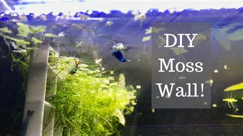 Quick DIY Moss Wall For Your Aquarium! - YouTube