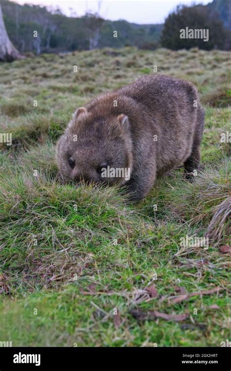 A low angled view of a large wombat feeding on grasses in the Cradle ...