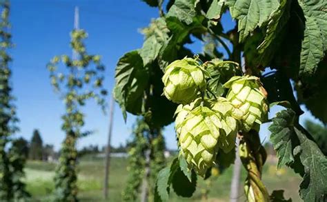 Let’s Learn! Citra Hops - Short Brews