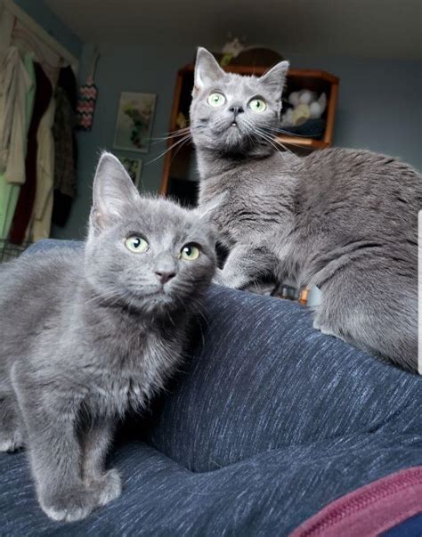 Are these Russian blues? They’re for adoption and listed as domestic shorthairs but they’re ...