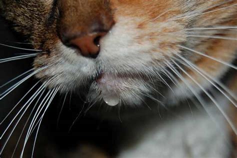 Why Is My Cat Drooling In The Car And Should I Be Worried? - Traveling With Your Cat