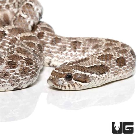 Adult Male Axanthic Western Hognose Snake Het Albino - Underground Reptiles