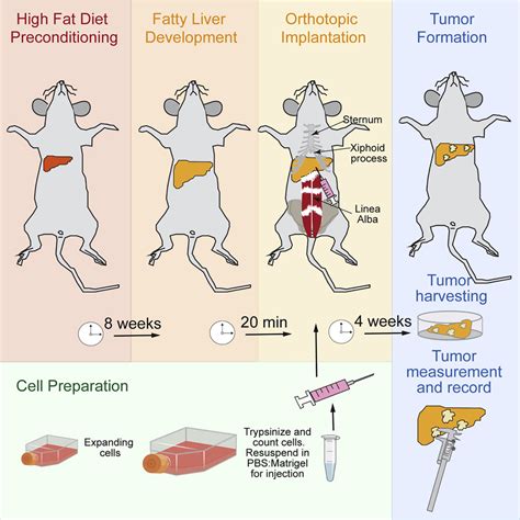 Cell Press: STAR Protocols